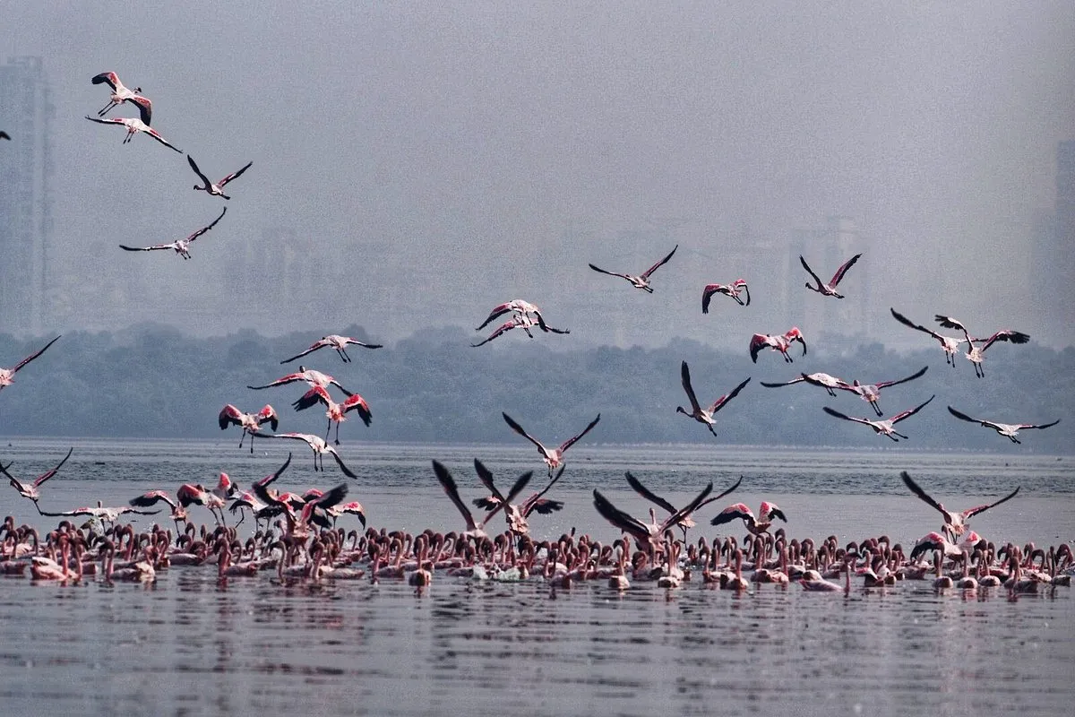 Mumbai’s Pink Paradise: Flamingo Surge Brightens Thane Creek