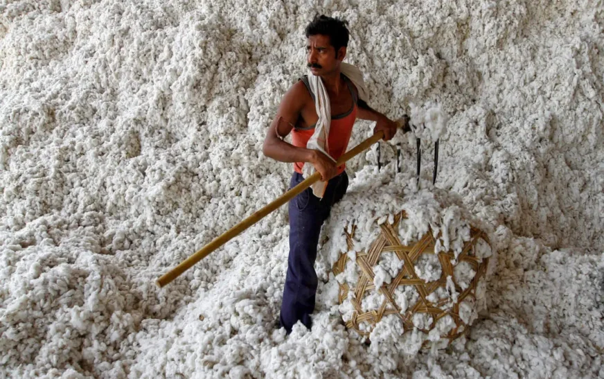 Cotton Output Steady at 31.7 Million Bales, Signals Sector Stability