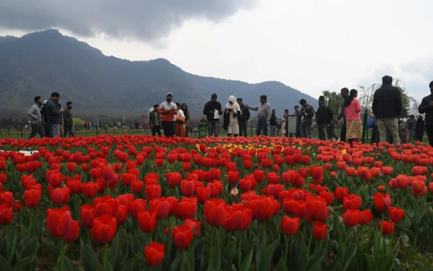 Jammu’s Biggest Tulip Garden Set to Open Soon in Sanasar Valley