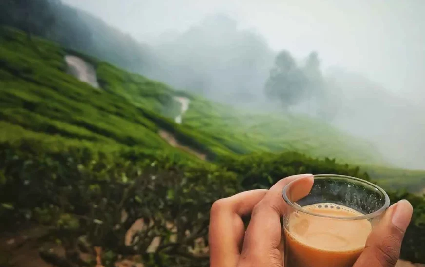 Chaaya Chronicles: The Story of Kerala’s Milk Tea