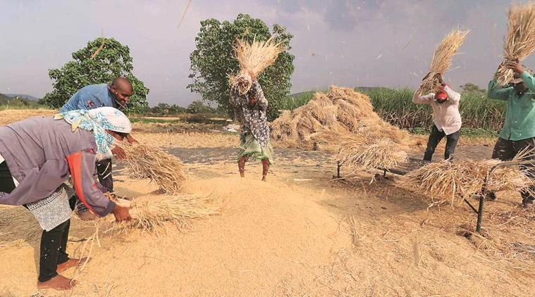 Kerala Budget 2026: Rubber Support Price Raised to ₹250, Government Plans Modern Paddy Storage System